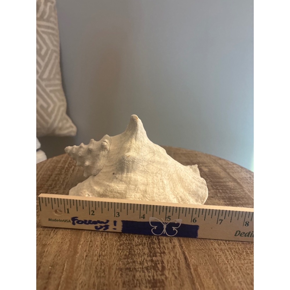 Real Sea Shell / Queen Conch Shell - Picture 4 of 5